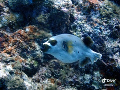 Arothron nigropunctatus