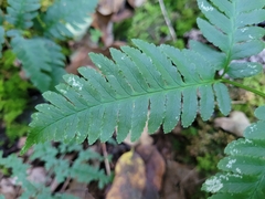 Dryopteris goldieana