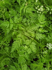 Anthriscus sylvestris