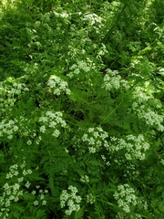 Anthriscus sylvestris