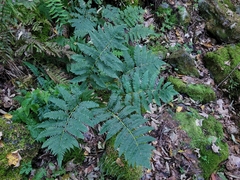Dryopteris goldieana