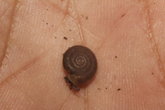 Polygyra