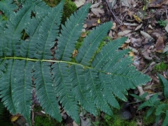 Dryopteris goldieana
