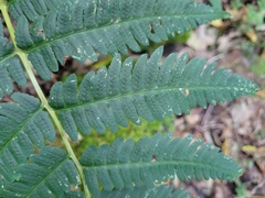 Dryopteris goldieana