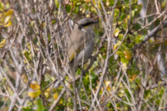 Gavicalis virescens