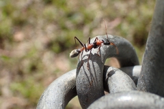 Myrmecia nigrocincta