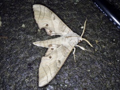 Marumba sperchius sperchius