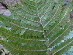 Dryopteris goldieana