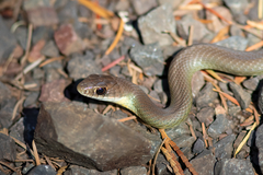 Coluber constrictor mormon