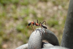 Myrmecia nigrocincta