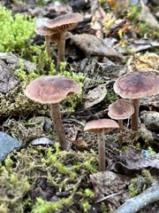 Collybiopsis villosipes