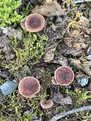 Collybiopsis villosipes