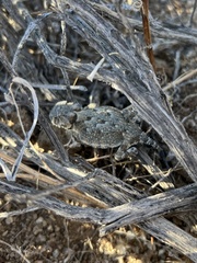 Phrynosoma platyrhinos