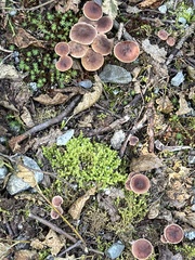 Collybiopsis villosipes