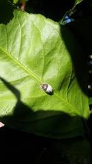 Monophlebidae