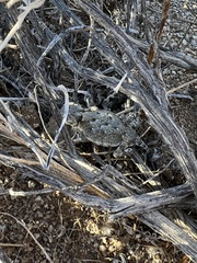 Phrynosoma platyrhinos