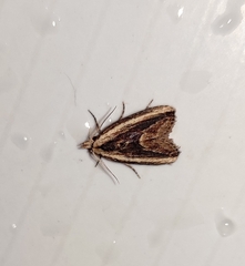 Ercheia cyllaria