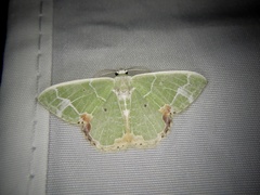 Comibaena nigromacularia