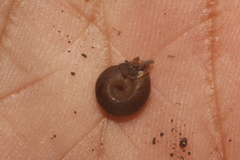 Polygyra