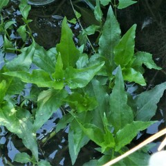 Gymnocoronis spilanthoides