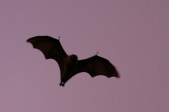 Pteropus poliocephalus