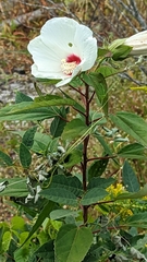 Hibiscus lasiocarpos