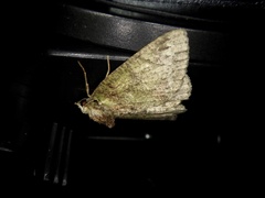 Dindica virescens
