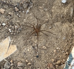 Loxosceles deserta