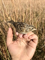 Ammodramus savannarum
