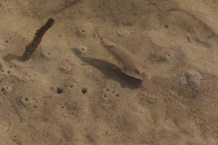 Tetractenos hamiltoni