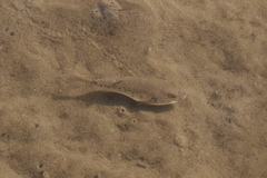 Tetractenos hamiltoni