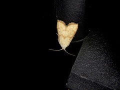 Tirathaba irrufatella