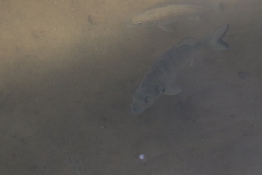 Acanthopagrus australis