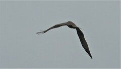 Milvus migrans parasitus