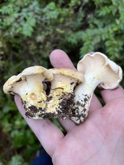 Cantharellus subalbidus