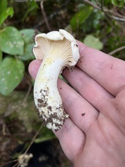 Cantharellus subalbidus