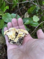 Cantharellus subalbidus