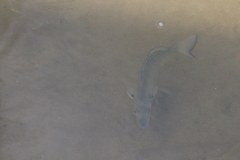 Acanthopagrus australis