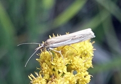 Crambus