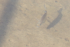 Acanthopagrus australis