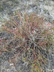 Stillingia texana