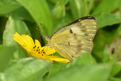 Colotis amata