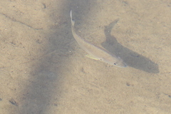 Acanthopagrus australis