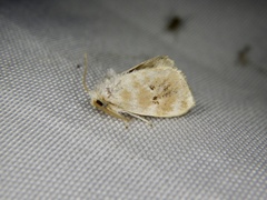 Kitanola uncula