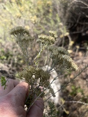 Helichrysum kraussii