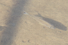 Acanthopagrus australis