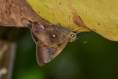 Hasora badra