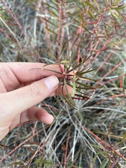 Stillingia texana