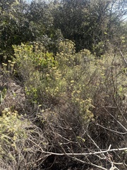 Helichrysum kraussii