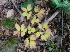 Caulophyllum thalictroides